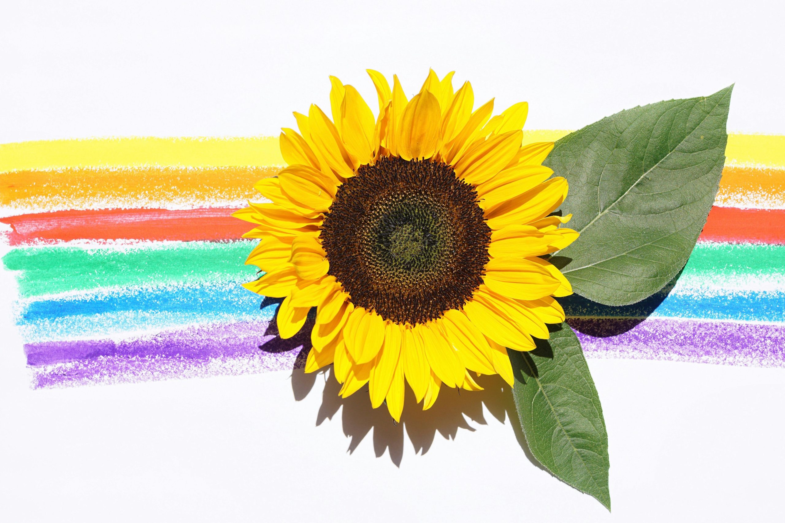 Sonnenblume Regenbogen